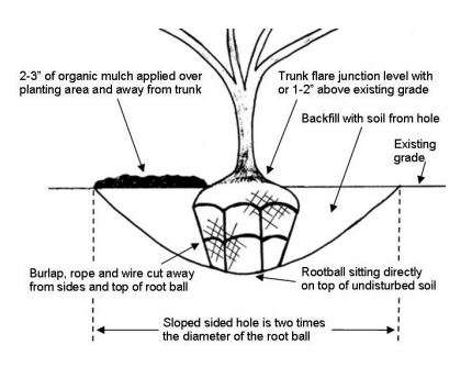 Trees & Shrubs Planting Instructions – Chalet