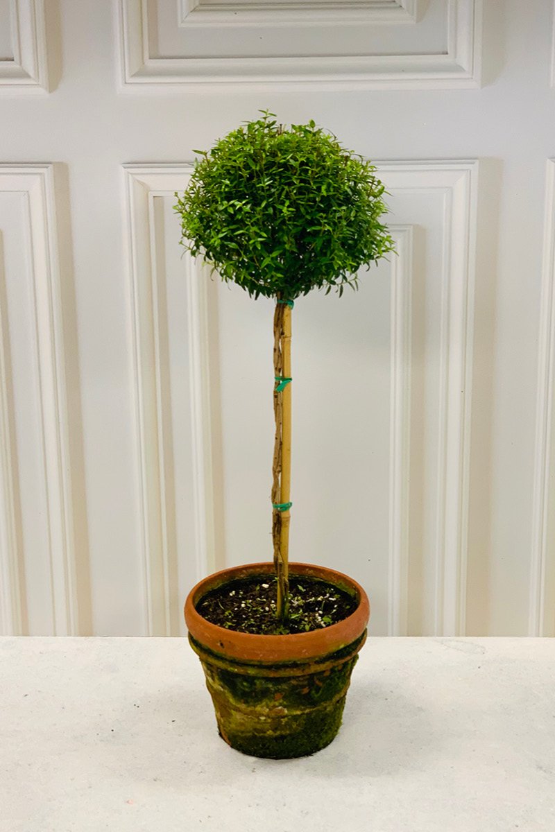 Myrtle Topiary Care Instructions Chalet