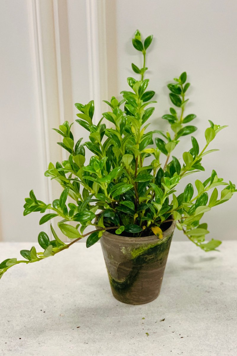 Goldfish Plant Care Instructions – Chalet