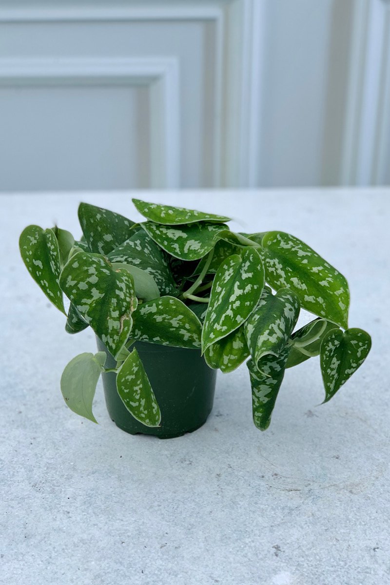 Satin Pothos Care Instructions Chalet