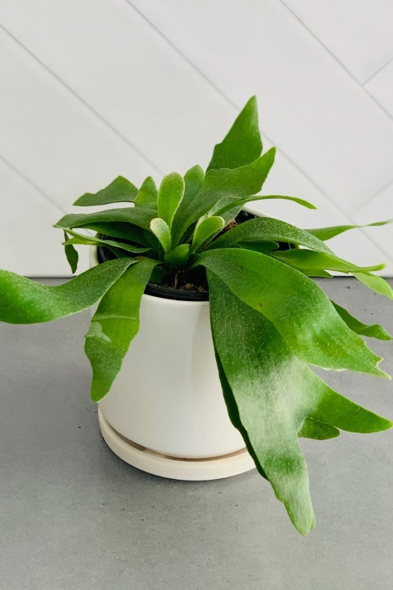 Staghorn Fern Care Instructions – Chalet