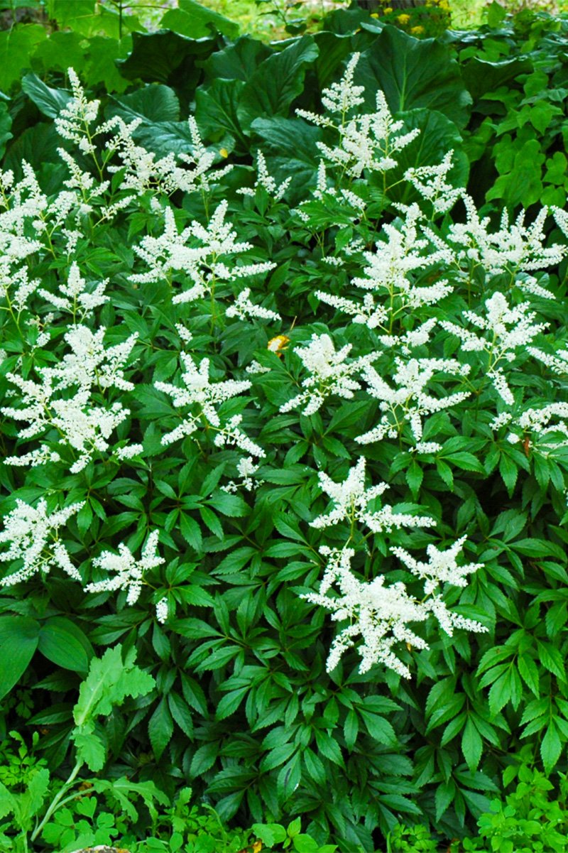 Bridal Veil Care Instructions Chalet