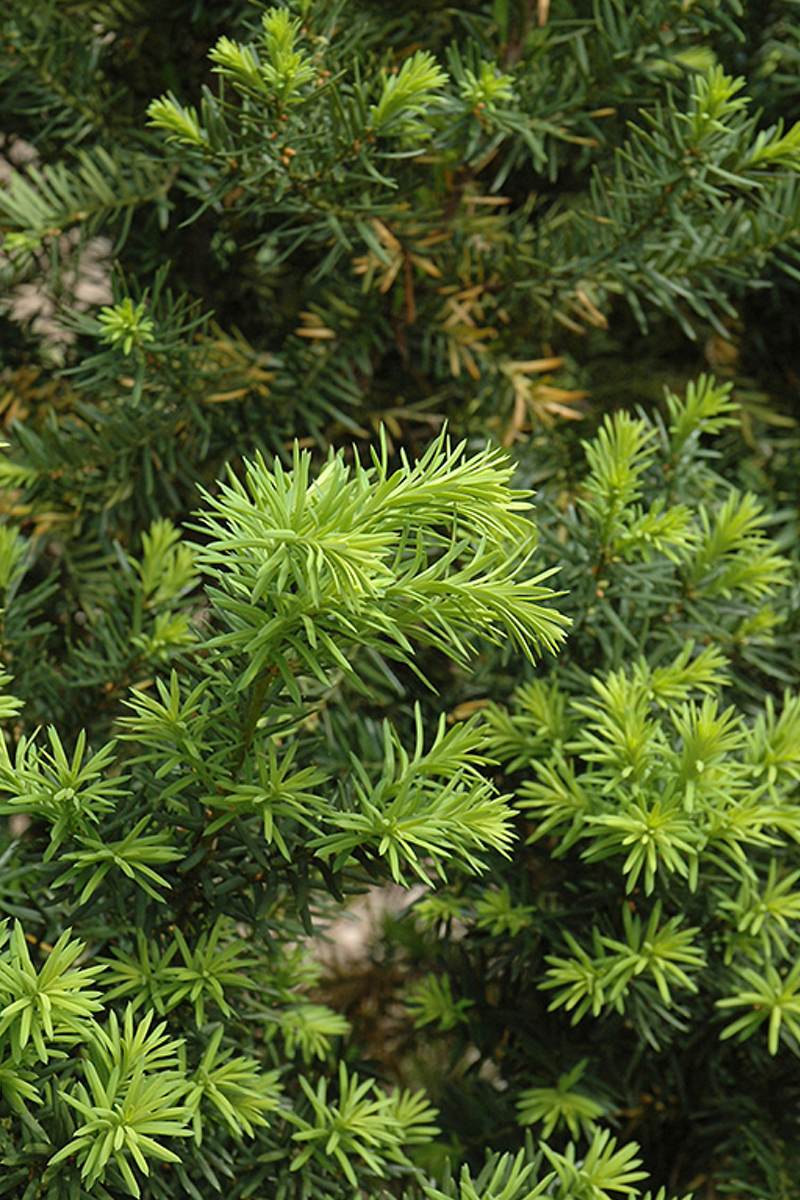 hicks_yew_foliage_evergreen.png