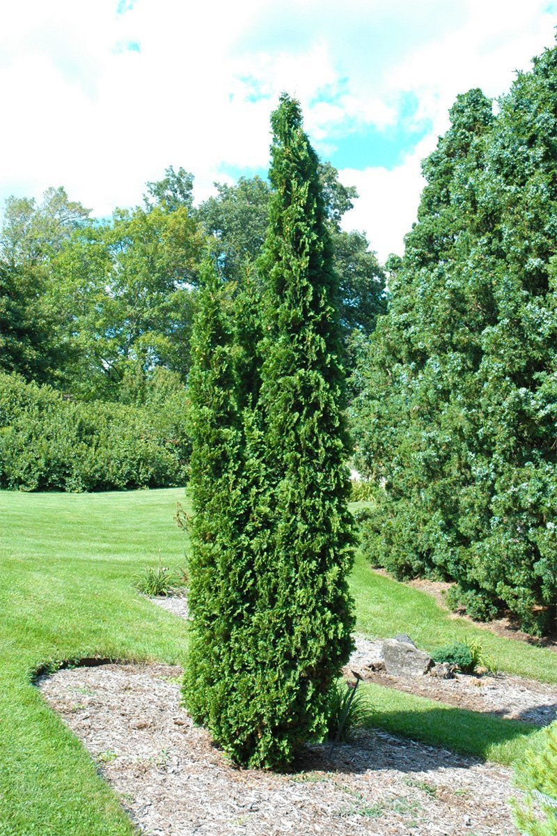 Arborvitae 'Dark Green' and 'Degroot's Spire' Care Instructions – Chalet