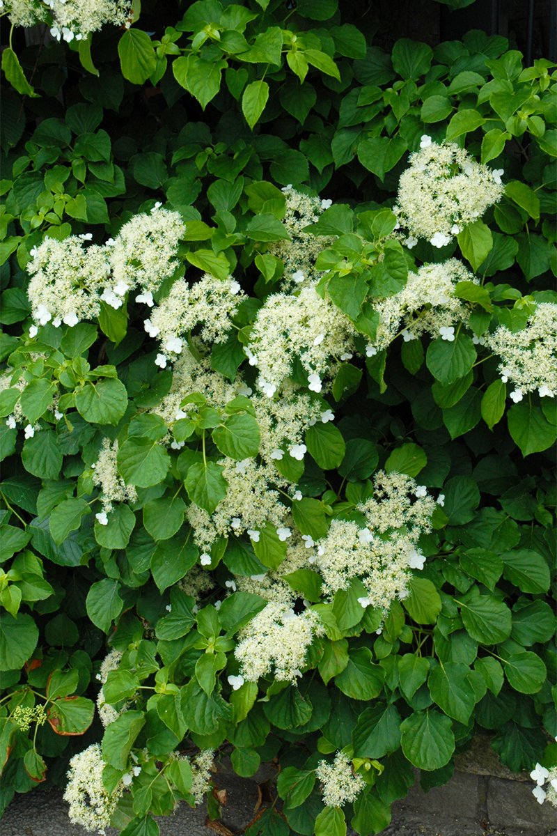 PF_Climbing_Hydrangea_1.jpg