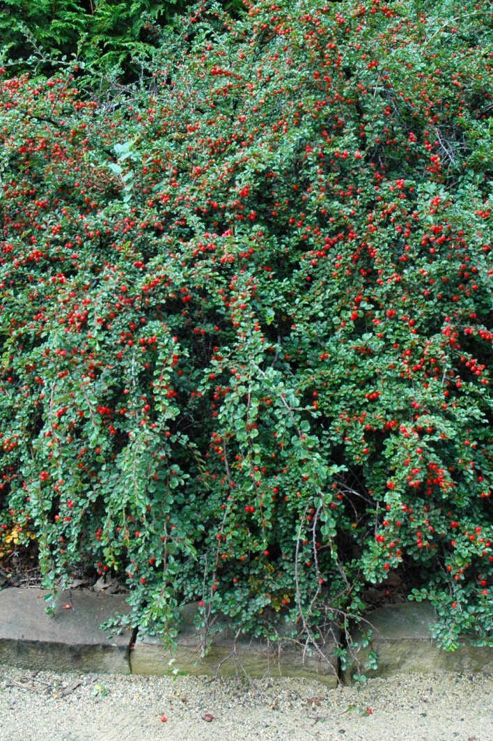 Cotoneaster Care Instructions – Chalet