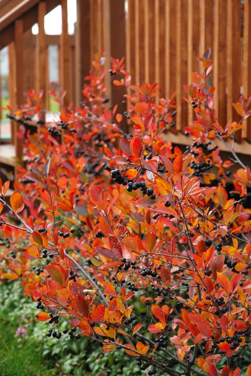 PF_Autumn_Magic_Black_Chokeberry_2.jpg