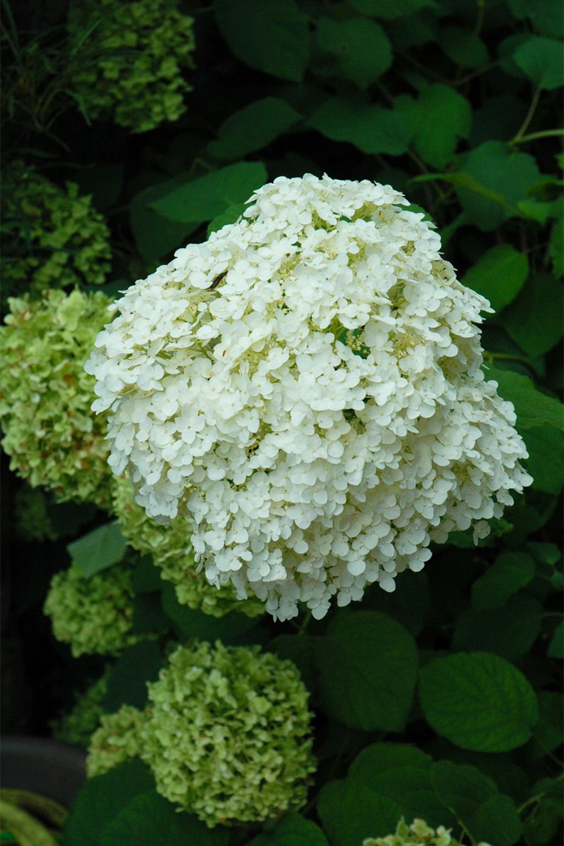 PF_Incrediball_Hydrangea_1.jpg