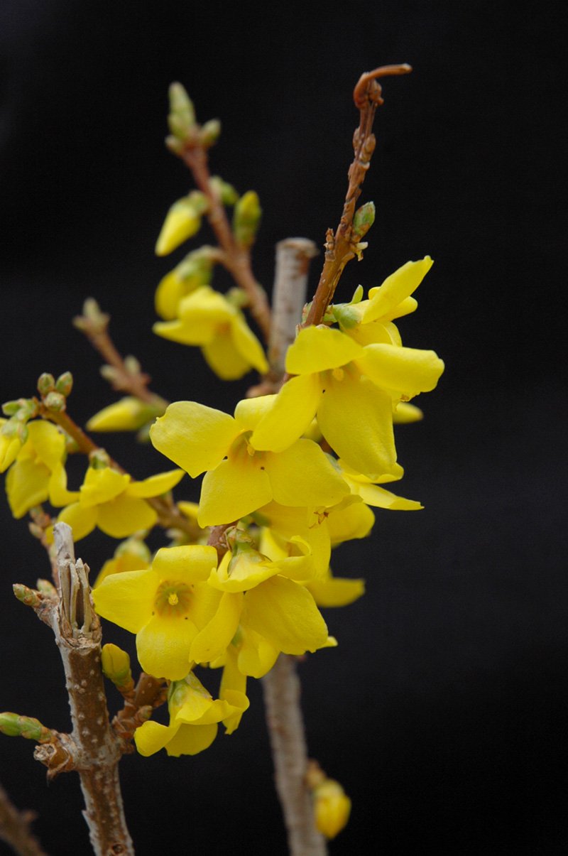 Show_Off_Forsythia_-_vert.jpg