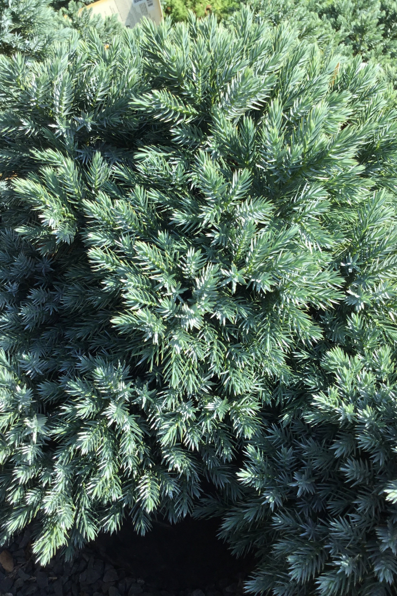 Juniper_Blue_Star1.png