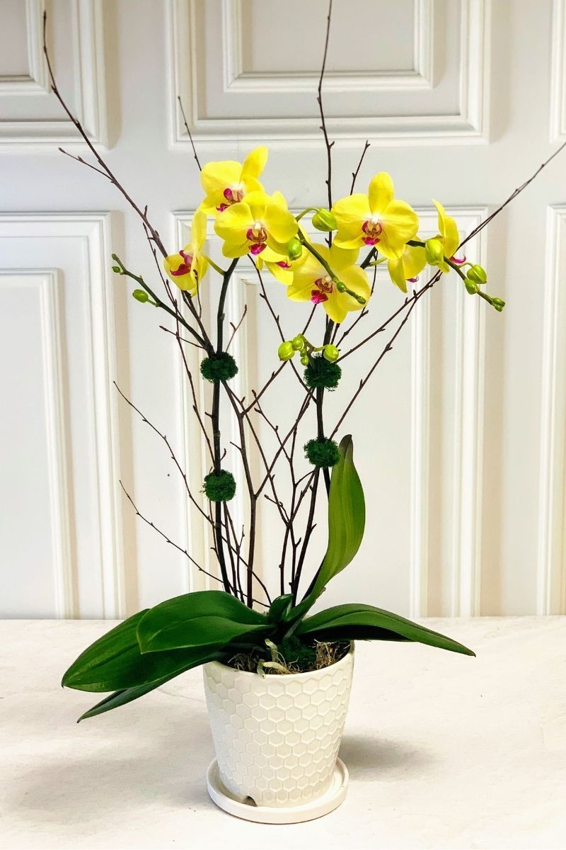 chaletchicagosignatureorchidyellow.jpg