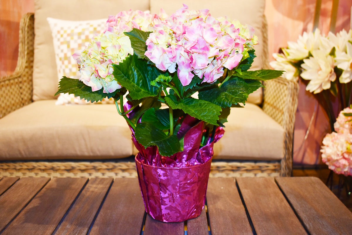 Pink_Valentine_Hydrangea_1.JPG