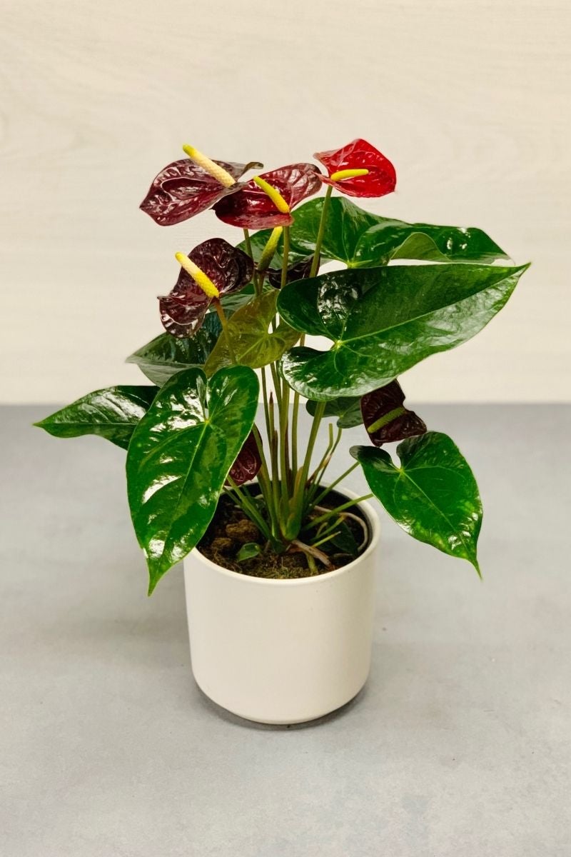 Anthurium Species Care Instructions – Chalet