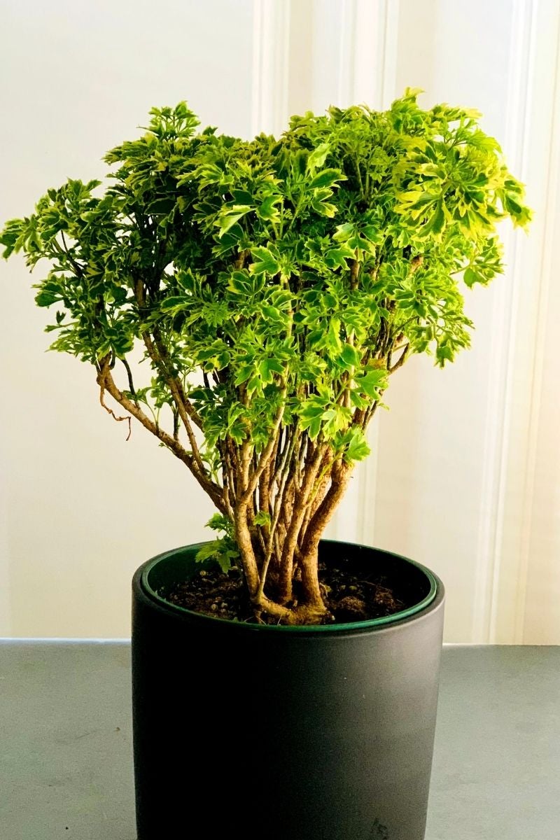 Aralia Ming Care Instructions Chalet