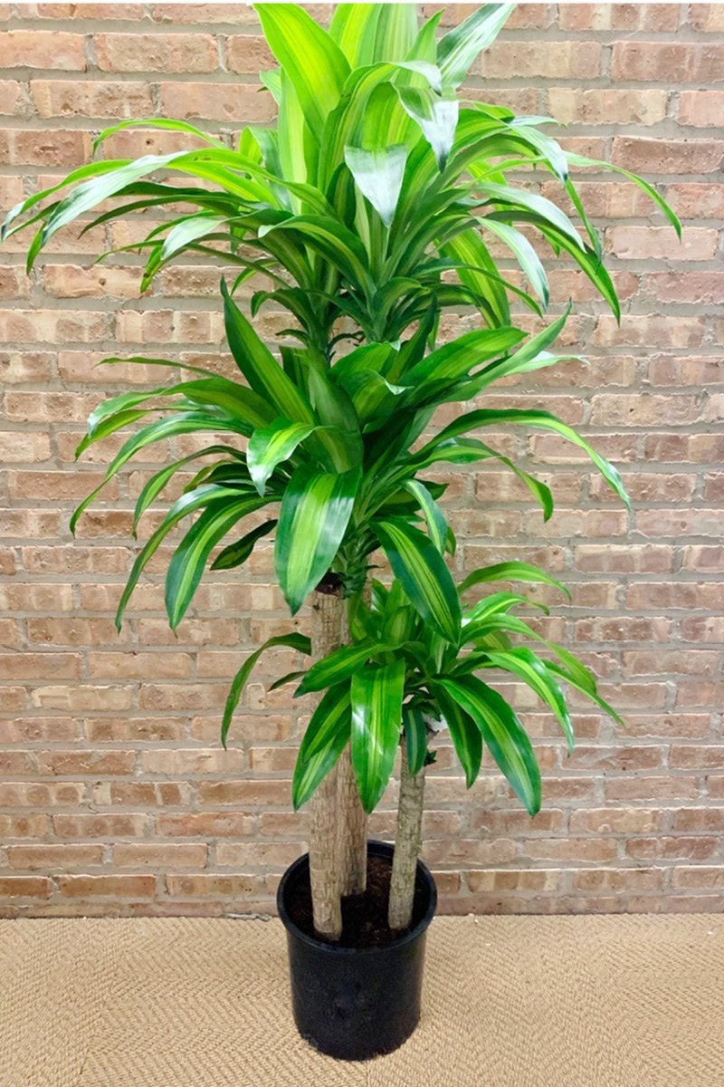 Dracaena Mass Cane Care Instructions Chalet
