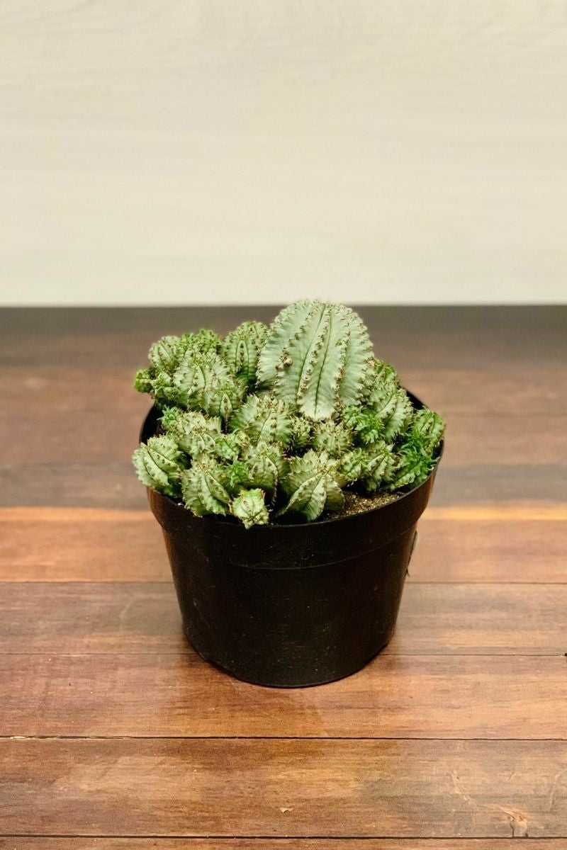 Euphorbia Care Instructions Chalet