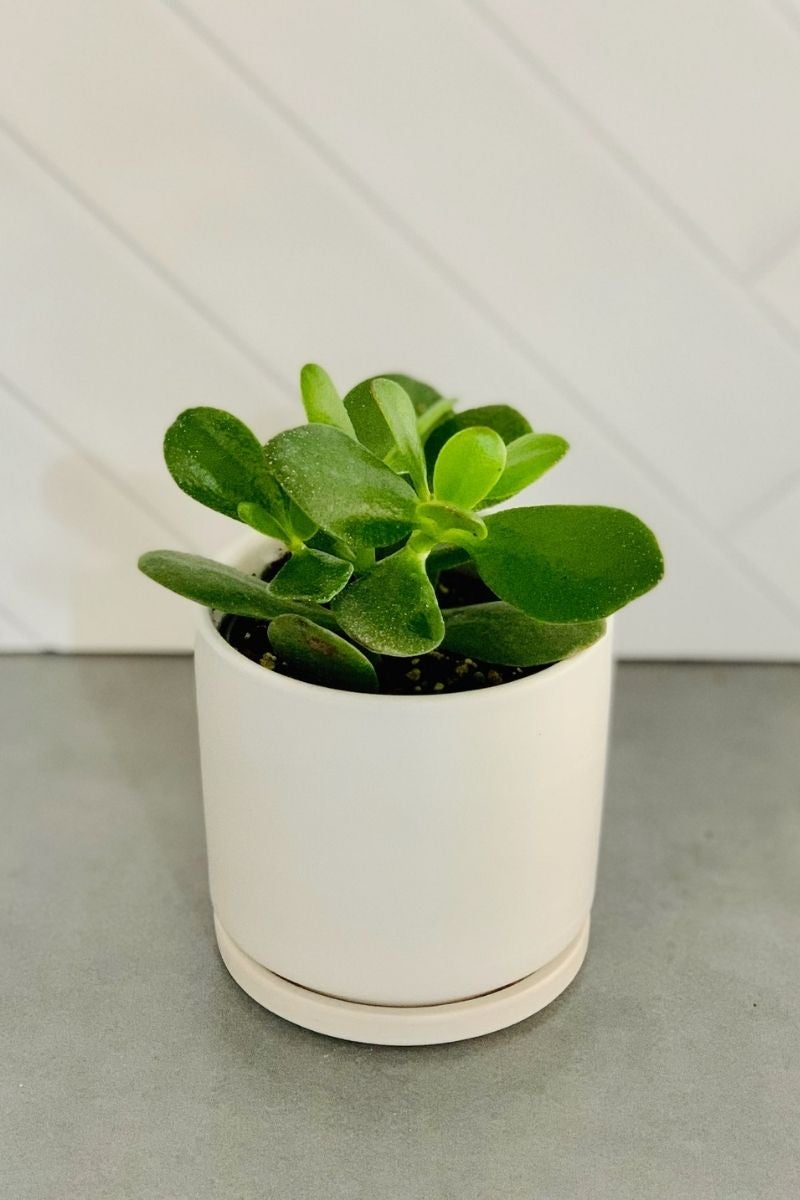 chaletchicagoindoorplantsunsetjade.jpg