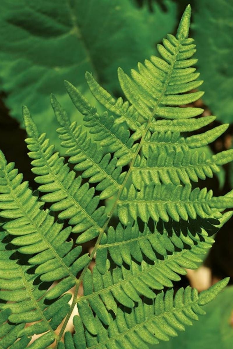 chalet-fern.jpg
