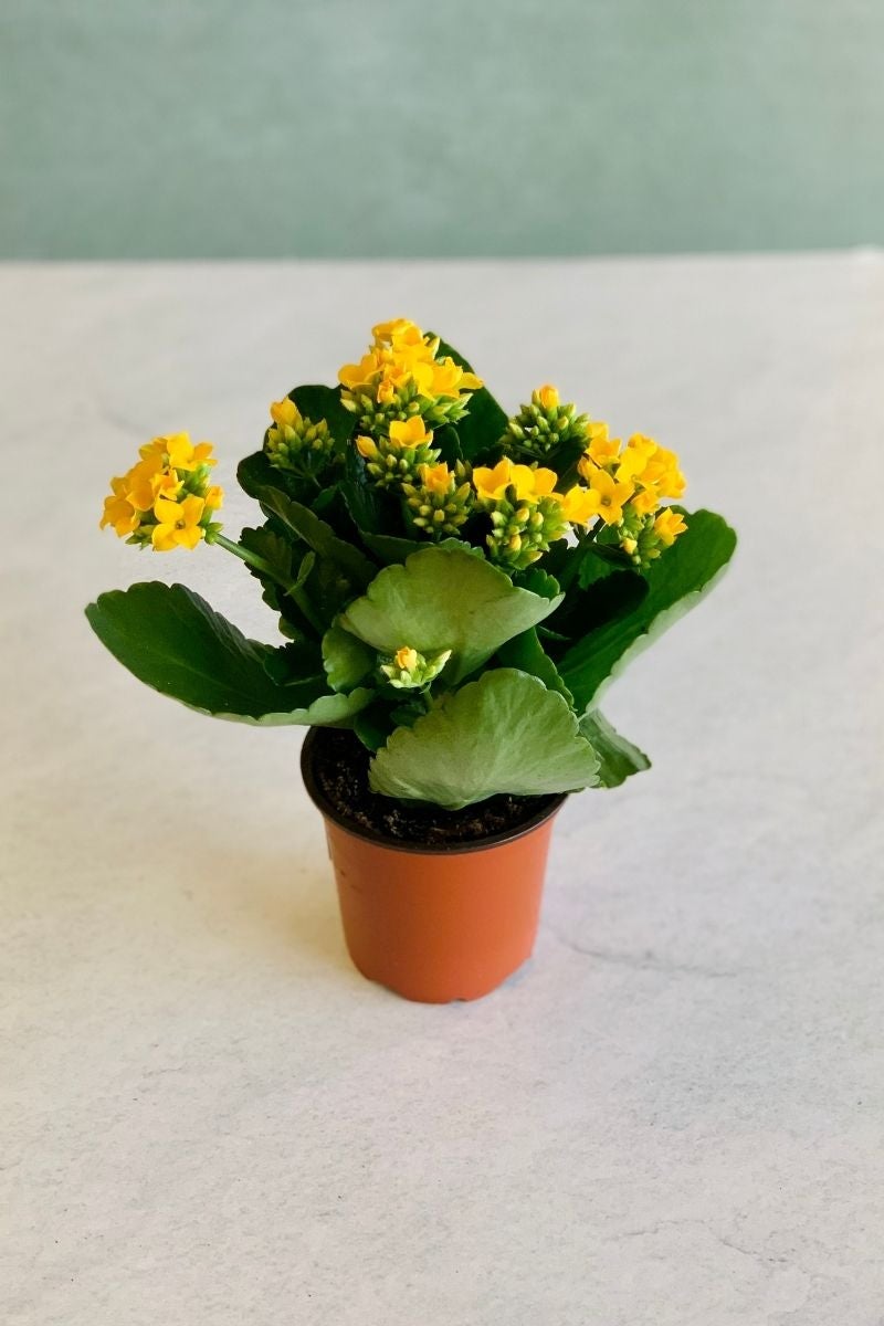 Kalanchoe Care Instructions Chalet