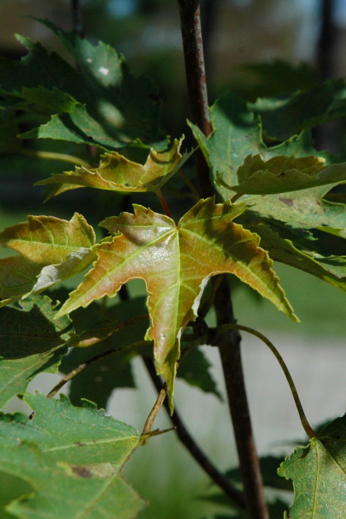 PF_Armstrong_Gold_Red_Maple_2.jpg