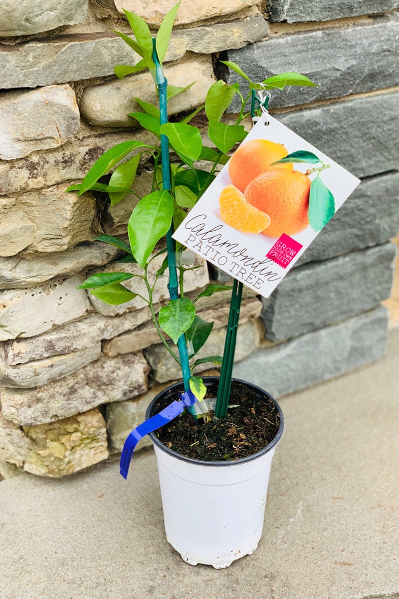 CalamondinCitrus.jpg