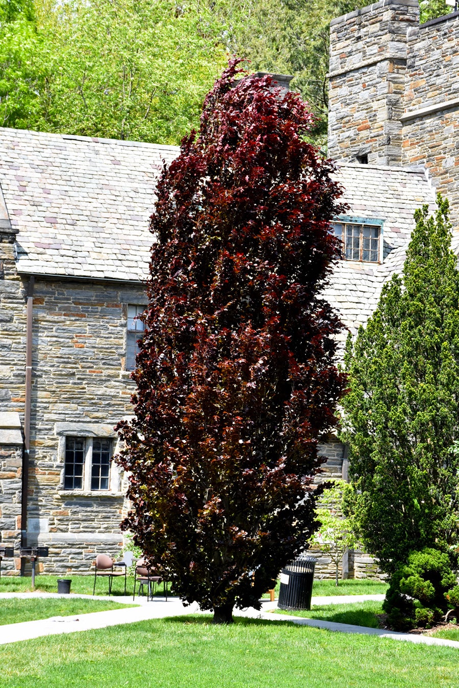 Red_Obelisk_Beech_-_vert.jpg