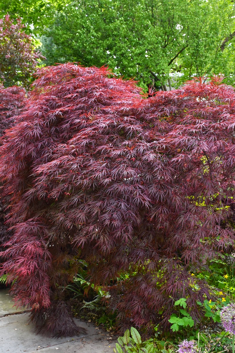 Crimson_Queen_Japanese_Maple.jpg