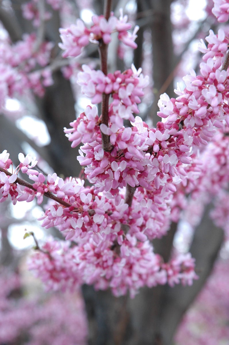 Eastern_Redbud_2_-_vert.jpg