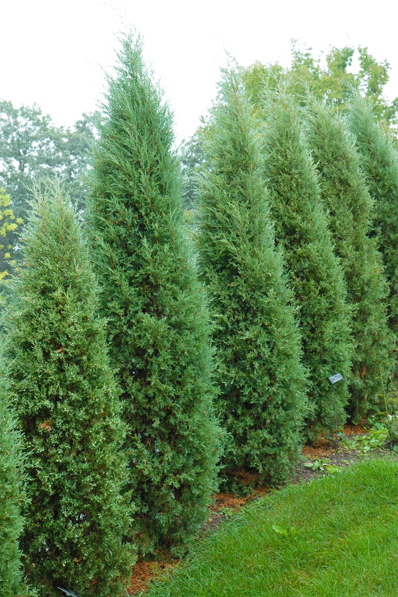 PF_Juniper_Taylor_Redcedar_1.jpg