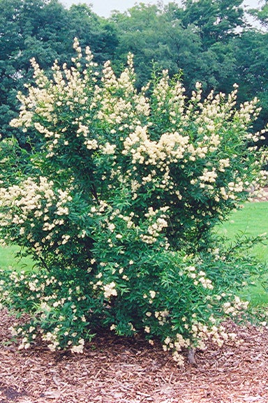 Cheyenne_Common_Privet_3_-_vert.jpg