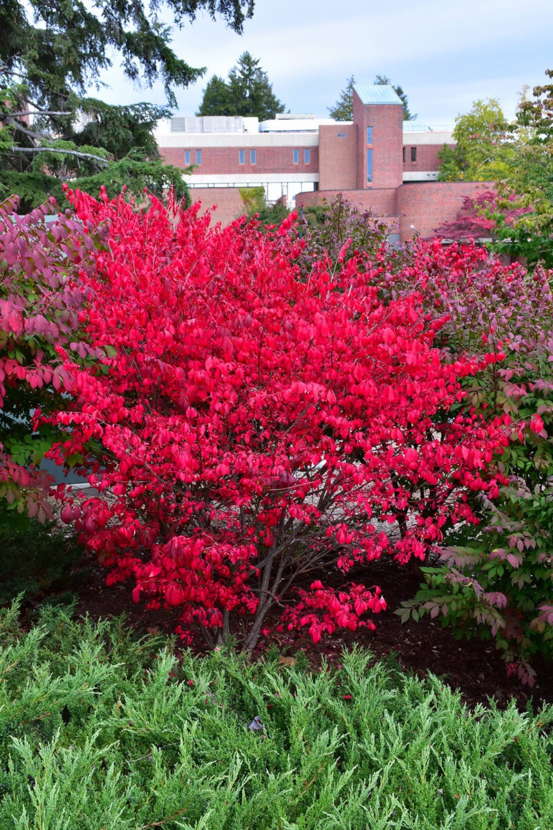 Compact_Winged_Burning_Bush_3_-_vert__1_.jpg