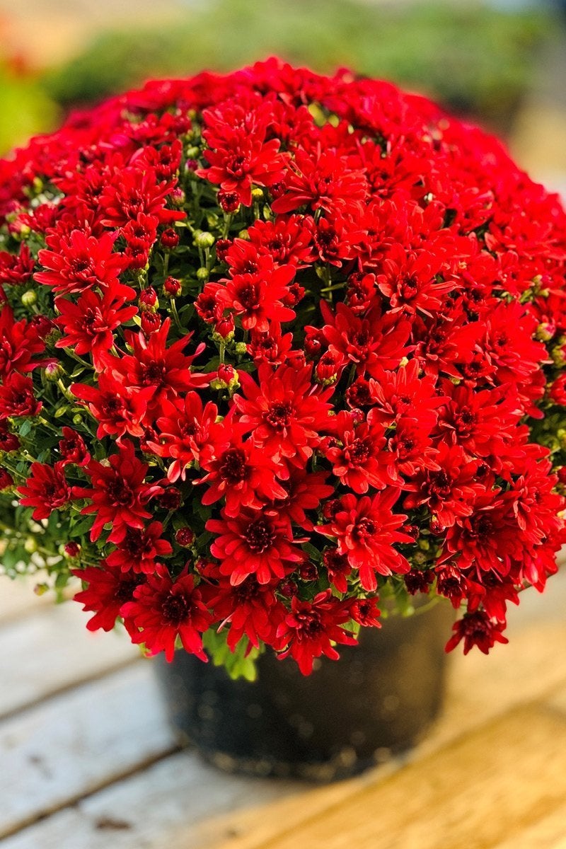 Chalet_Chicago_Fall_Mums_Flowers_Red_2_a237ce1e-5c0d-42de-8549-bbd8ce13cdc3.jpg