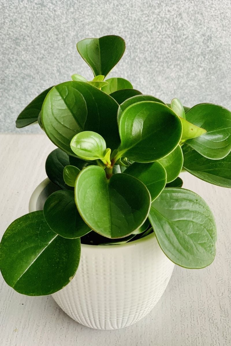 chaletchicagorareindoorplantsrubberplant.jpg