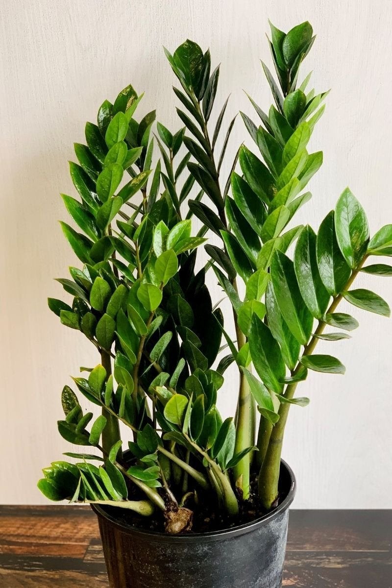 zzplant10c_79cee0bf-f9a8-442c-8a07-d2a0939fa875.jpg