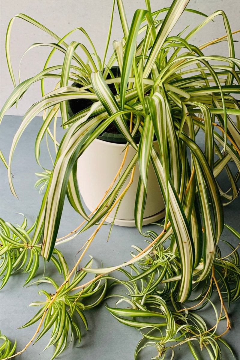 Spider_Plant_10_HB_WP1.jpg