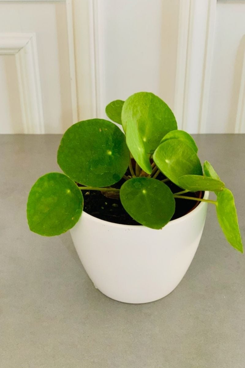 chaletchicagoindoorplantchinesemoneyplant_455a81ef-5a5c-41c9-846f-c2b11b8f9777__1_.jpg