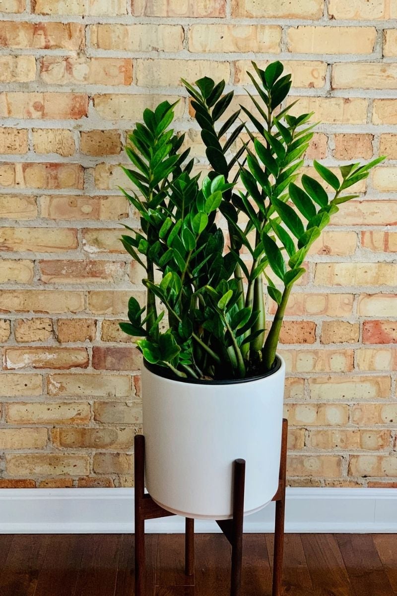 zzplant10.jpg