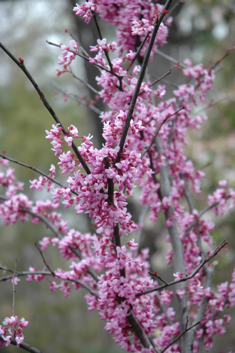 What Trees  Shrubs Evergreens Tolerate More Than ½ Day Shade (shade 