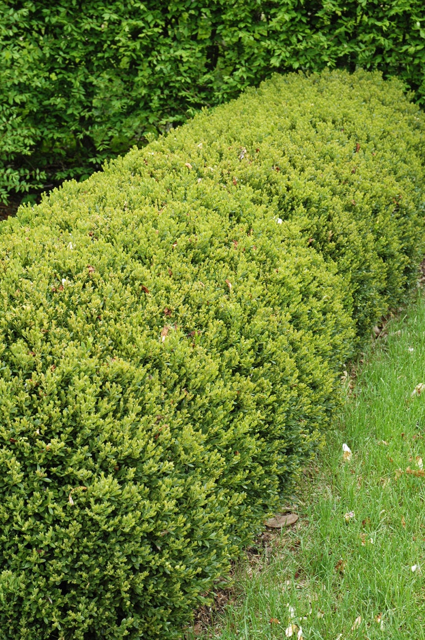 What trees/ shrubs/evergreens tolerate more than ½ day shade (shade ...